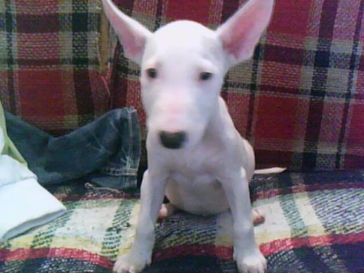 es un perrito muy cariñoso y completamente blanco es un perrito muy cariñoso y completamente blanco